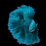 f02d5430b55ba86bdd7a0cd6ee5aa116